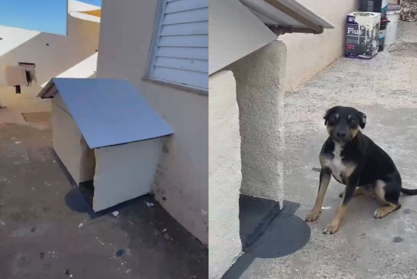 Vira-lata que ganhou ‘casa própria’ recebe lâmpada aquecedora para enfrentar o frio; veja cuidados com pets no inverno