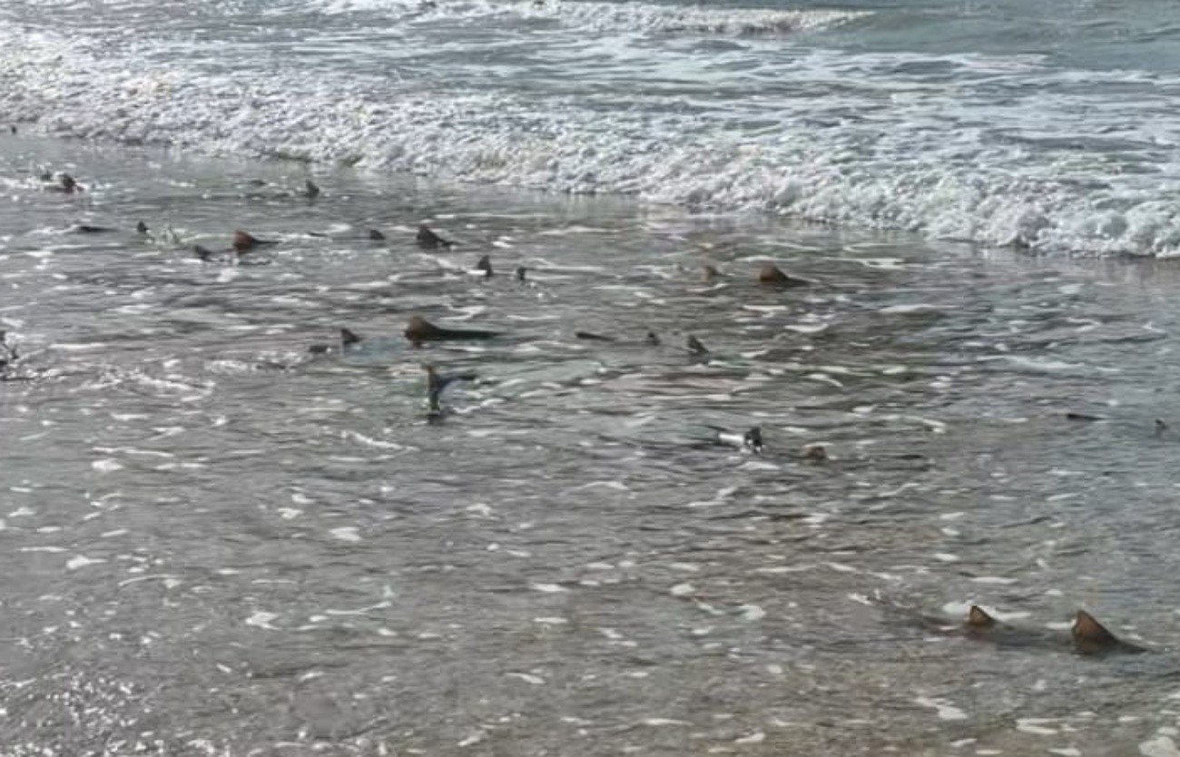 Vídeo mostra cerca de 60 filhotes de tubarão na Baía do Sueste, Fernando de Noronha