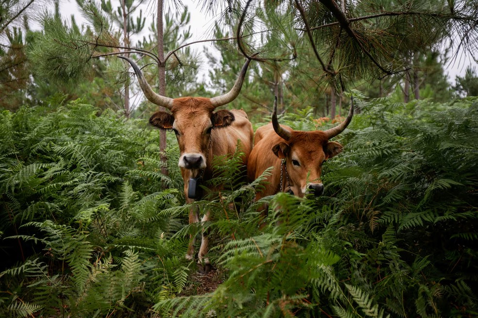 Vacas da raça Cachena na Serra do Galineiro, em Gondomar, Espanha — Foto: REUTERS/Miguel Vidal