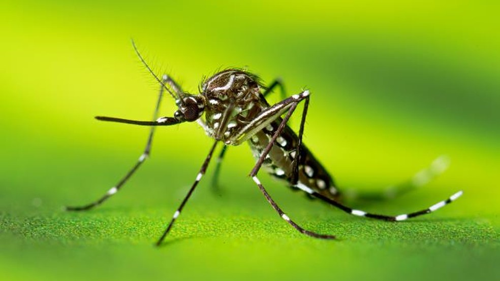 A dengue é transmitida pelo mosquito africano Aedes aegypti. — Foto: Lauren Bishop