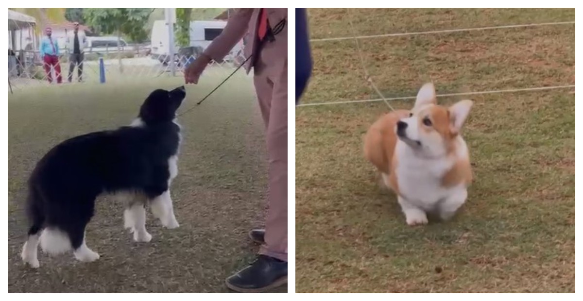 Cães de raça são roubados na Rodovia Presidente Dutra, em Guarulhos