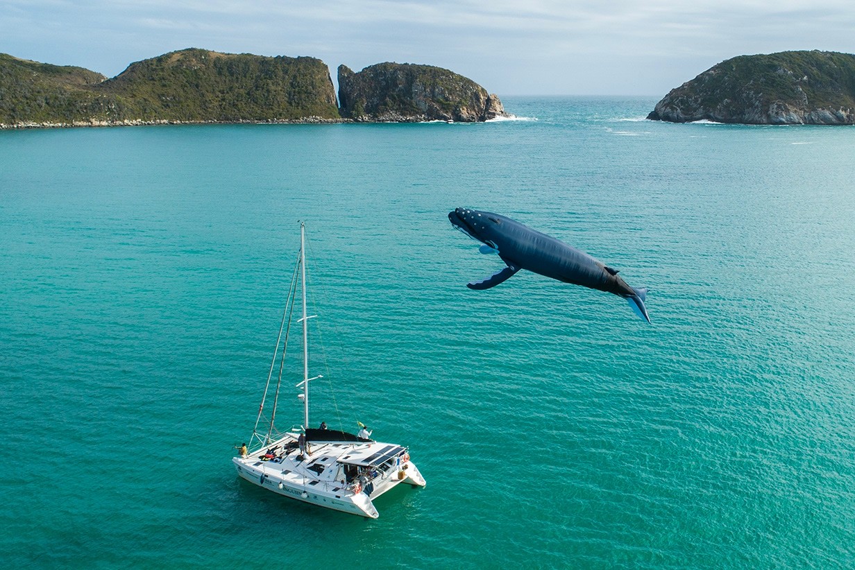Arraial do Cabo abre Temporada de Baleias 2025 