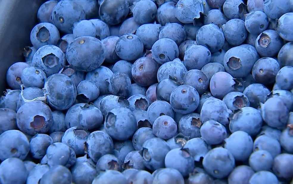 Produção de mirtilo tem movimentado o mercado no Brasil — Foto: Reprodução/TV TEM