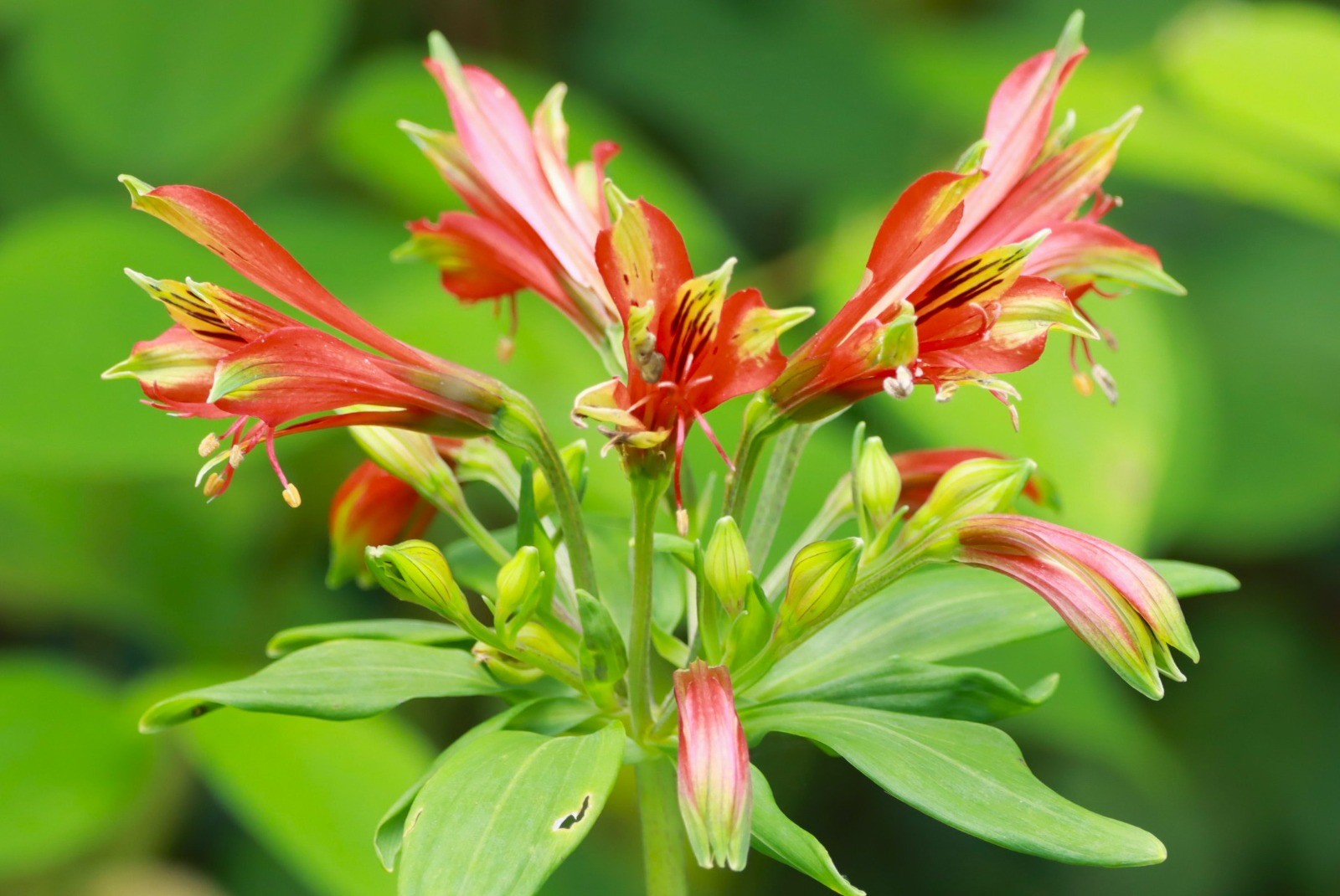 Nova espécie de flor descoberta no Brasil já nasce ameaçada de extinção