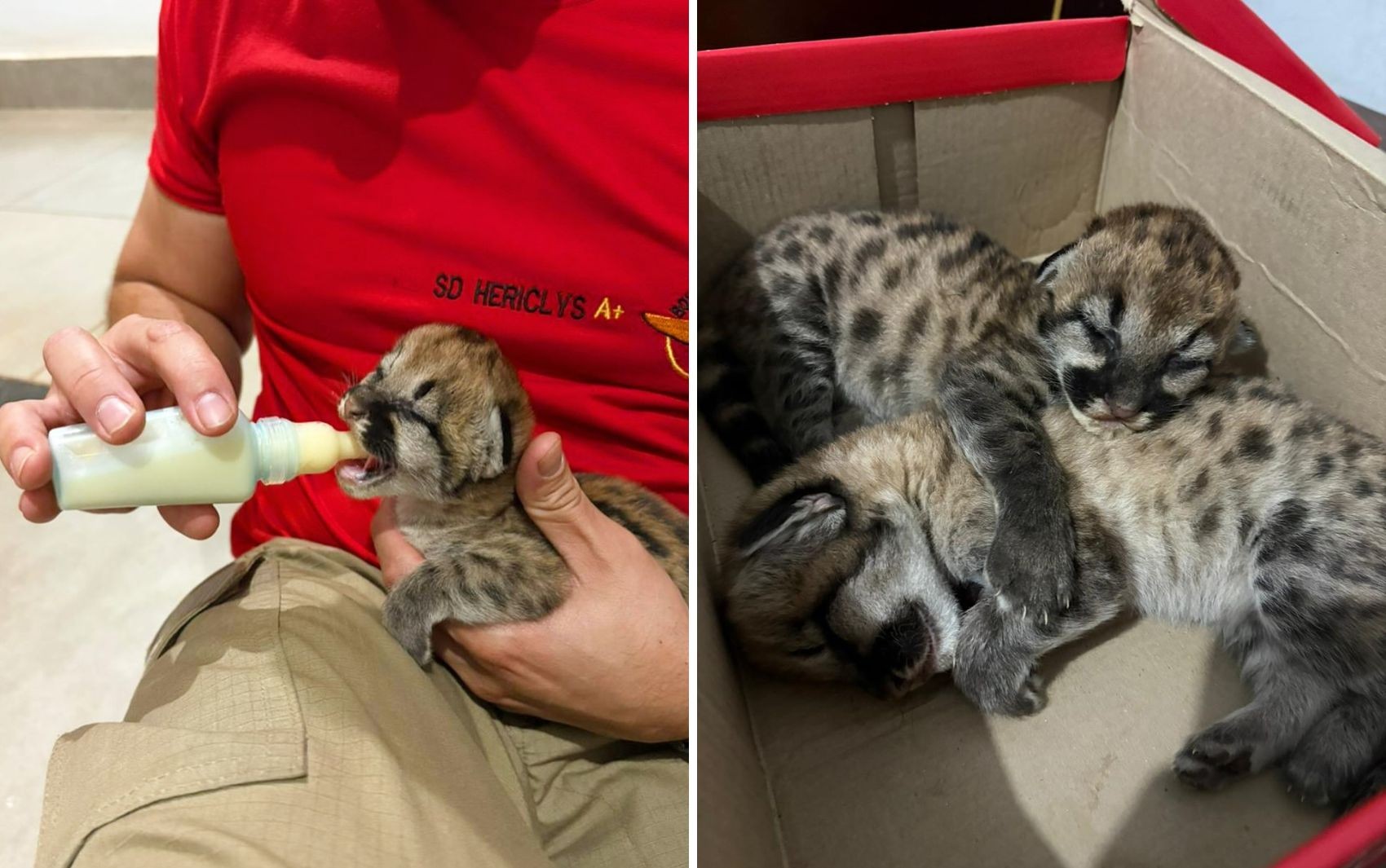 Filhotes de onça são encontrados em fazenda e resgatados 