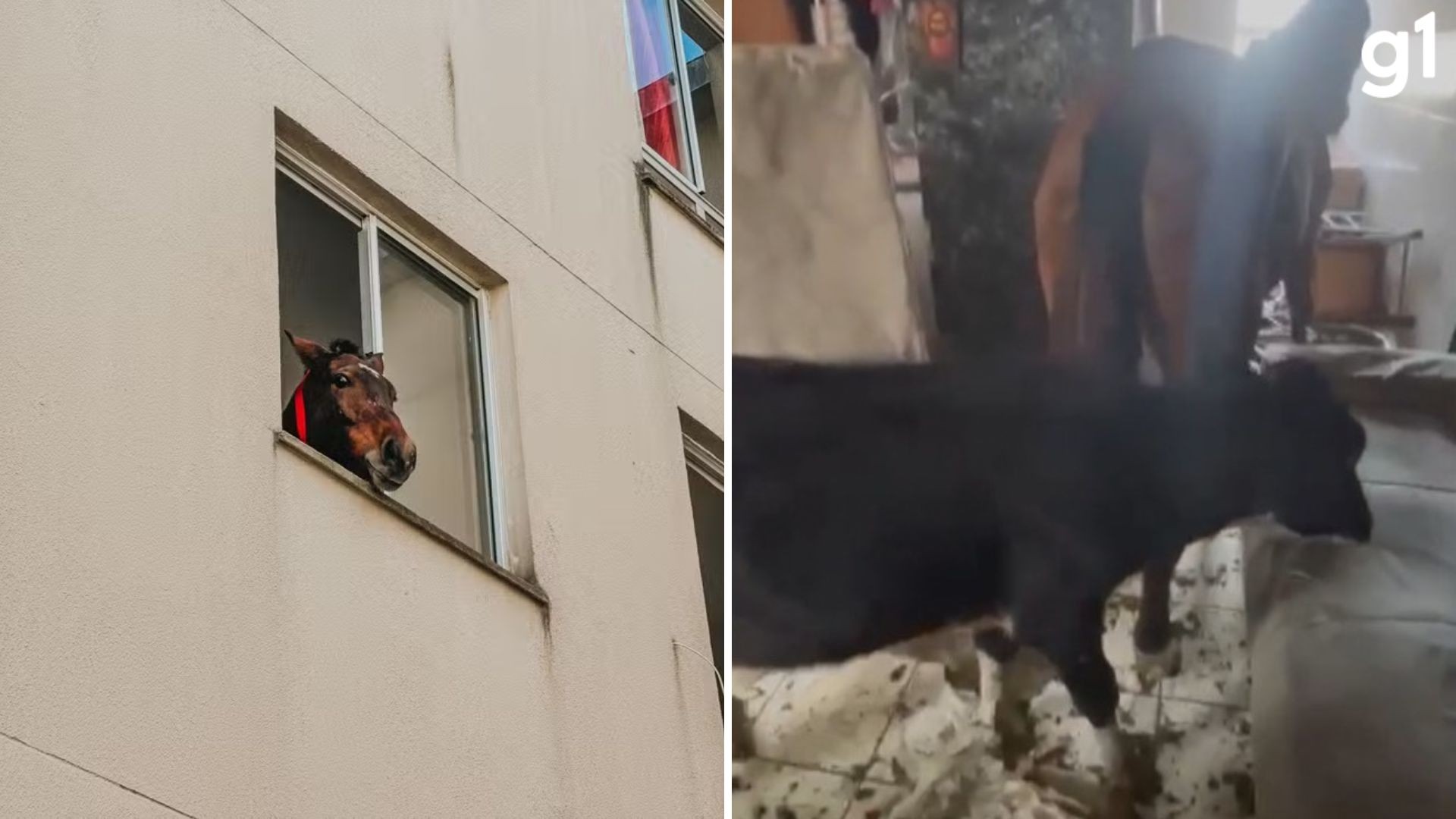'Amor aos animais me fez fazer isso', diz catador que abrigou égua e bezerro no 3º andar de prédio em São Leopoldo