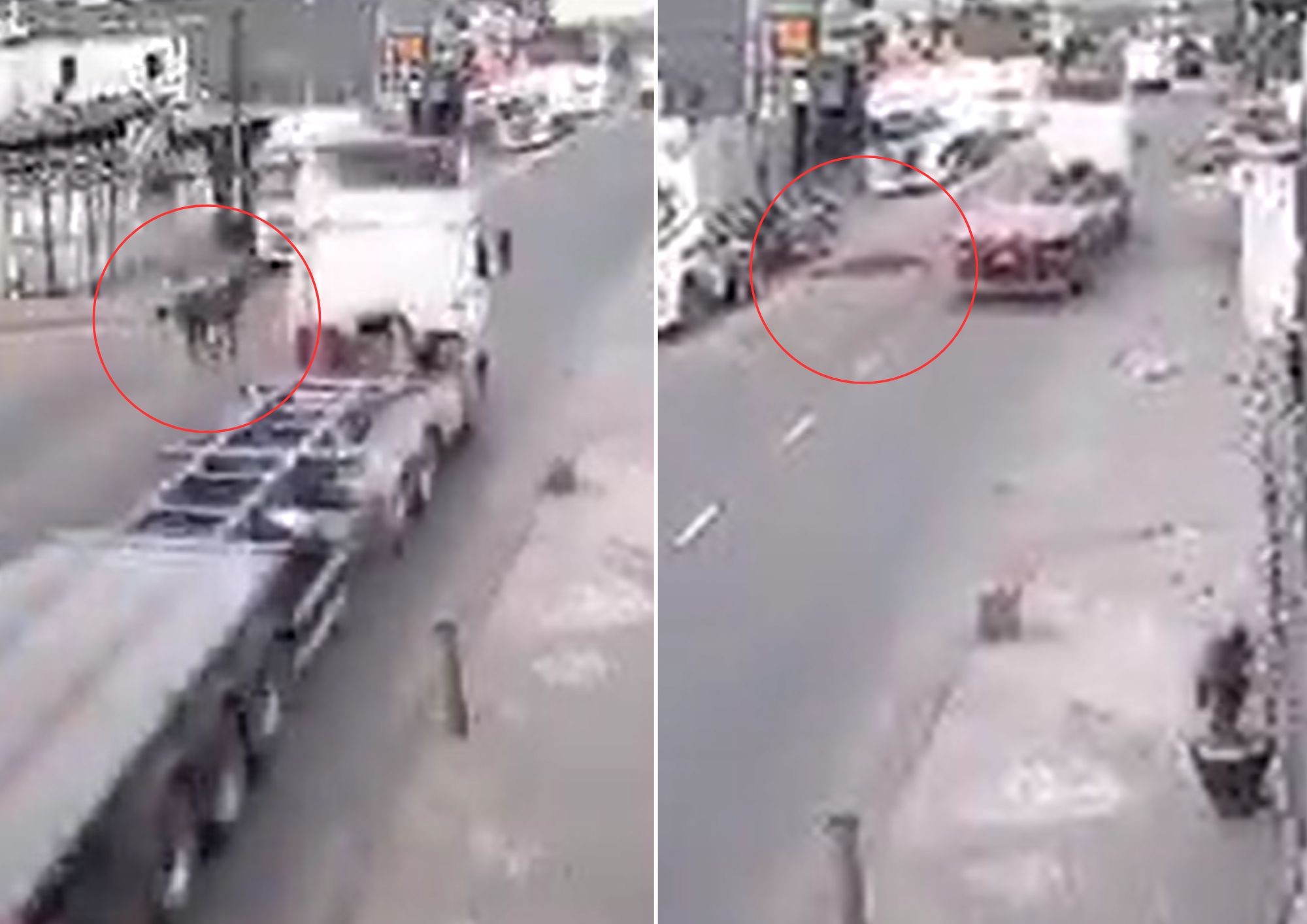 Vídeo mostra cavalo sendo atropelado por caminhão em rua movimentada de Guarujá, SP