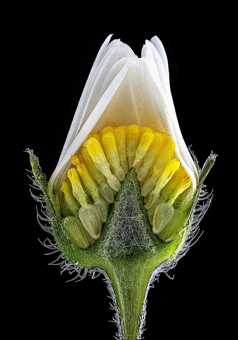 5º lugar: Interior de uma margarida ainda fechada aparece em detalhes. — Foto: Mike Crutchley/Nikon Small World