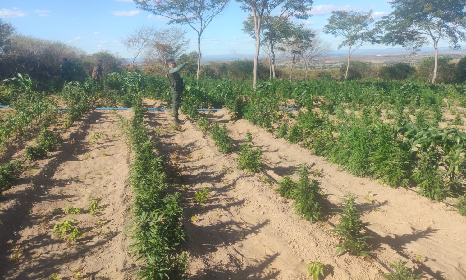 Polícia encontra plantação com cerca de 60 mil pés de maconha no Ceará
