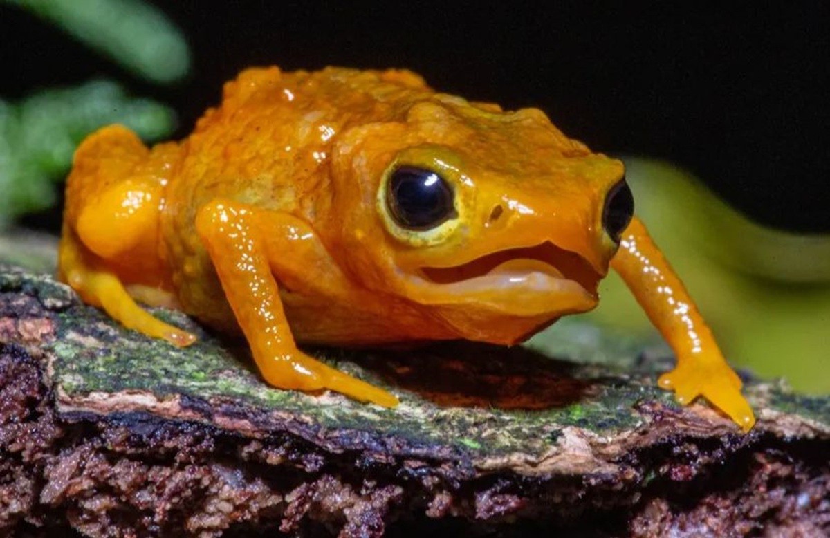 Sapo raro da Mata Atlântica é registrado em reserva de Nova Friburgo | G1