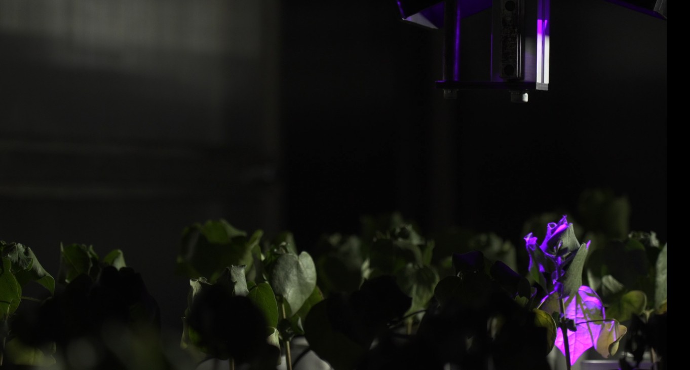 VÍDEO: Embrapa cria robô capaz de mapear vermes que geram prejuízo bilionário em plantações