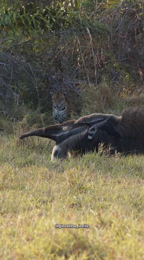 Bióloga registra encontro raro entre onça-pintada e tamanduá com filhote no Pantanal