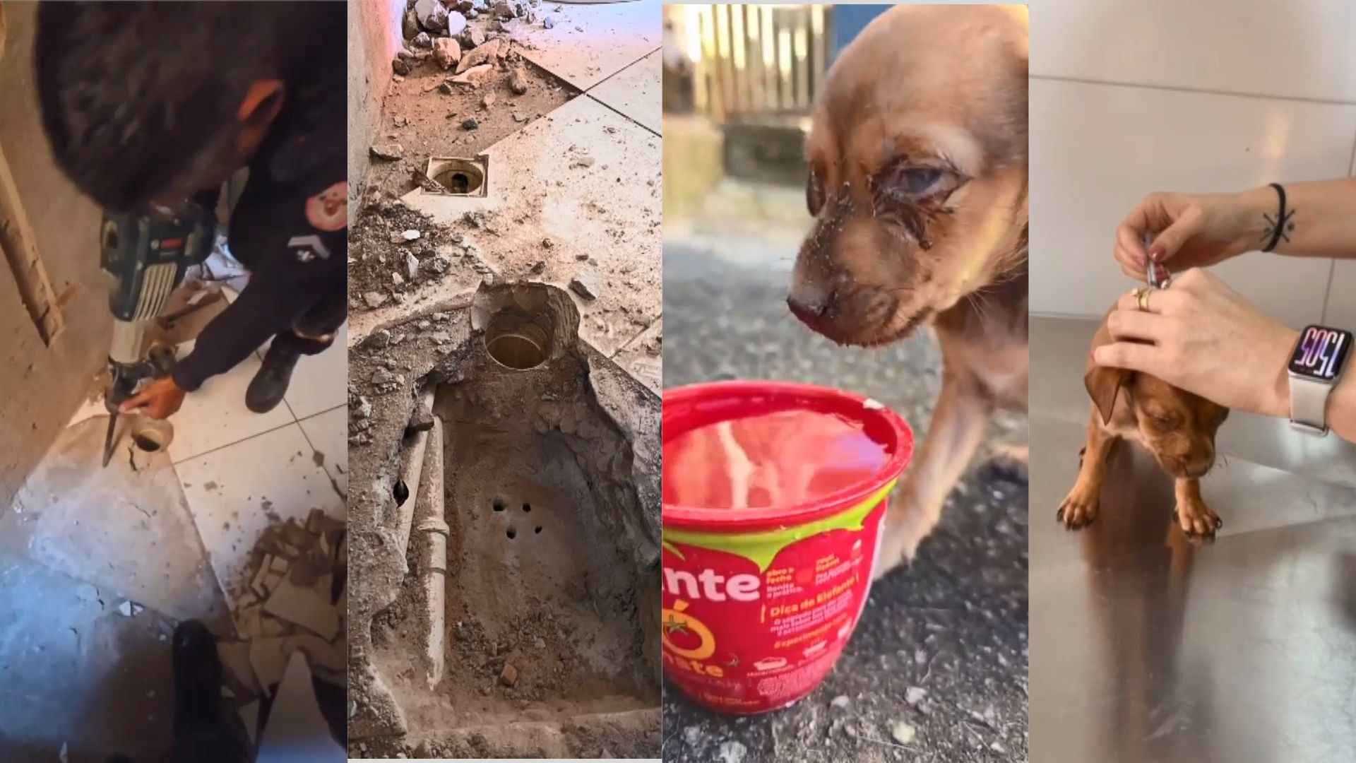 VÍDEO: cachorrinha resgatada de lixão cai em ralo, fica presa em tubulação de casa e é salva por bombeiros no ES