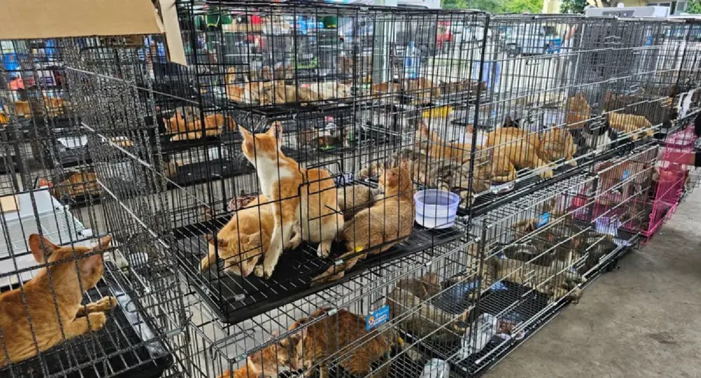 Mais de 40 dos gatos roubados foram devolvidos aos seus donos — Foto: Phuong Pham / Humane World for Animals Viet Nam