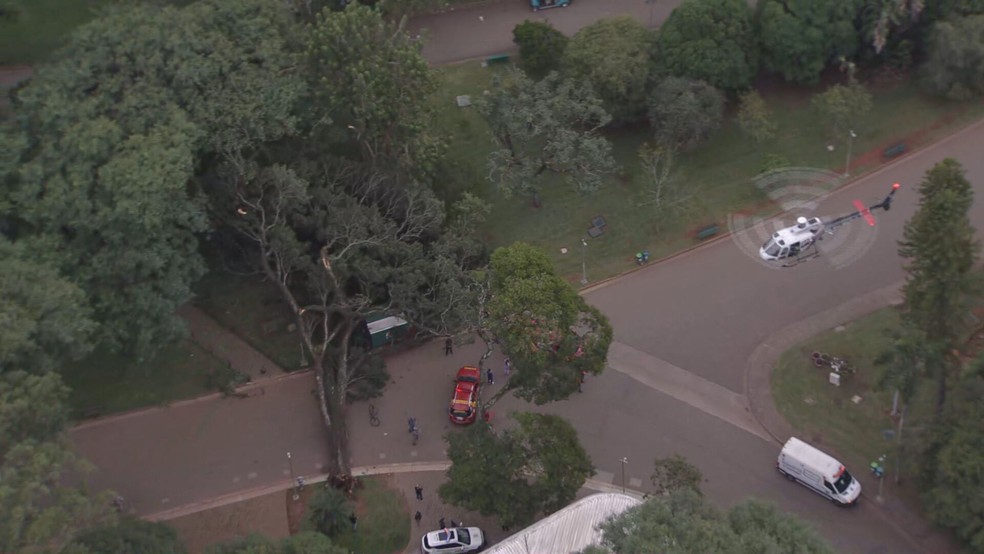 Árvore de grande porte cai dentro do Parque Ibirapuera e atinge duas pessoas. — Foto: Reprodução/TV Globo