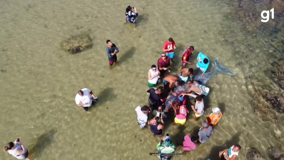 Filhote de jubarte encalha em praia de Salvador — Foto: Guilherme Ataíde