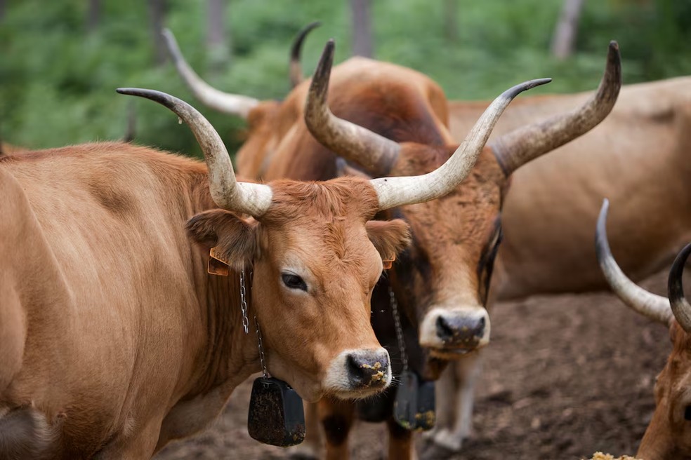 Vacas da raça Cachena na Serra do Galineiro, em Gondomar, Espanha — Foto: REUTERS/Miguel Vidal Leia mais em: https://forbes.com.br/forbes-agro/2026/07/agricultores-da-espanha-reintroduzem-ovelhas-e-vacas-nativas-para-que-comam-plantas-inflamaveis/