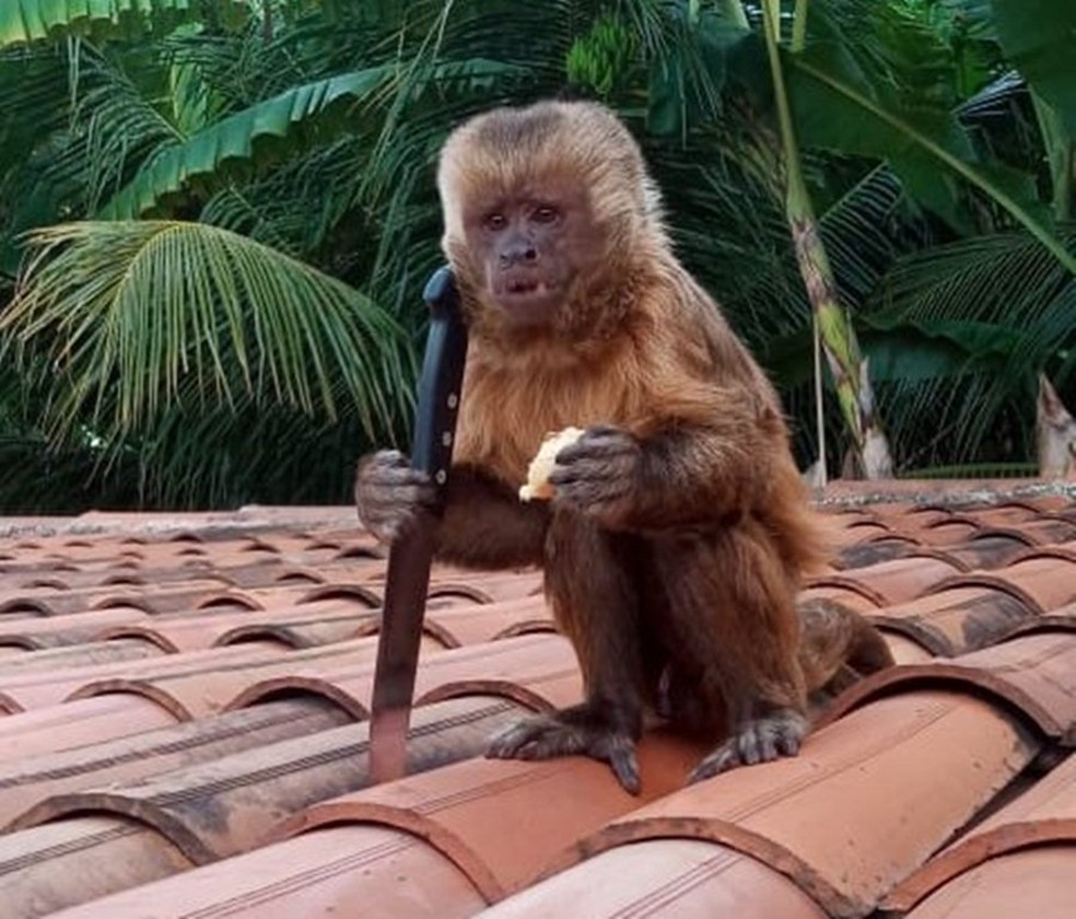 Macaco Branco: comunidade tomada pelo mato - Grupo A Hora