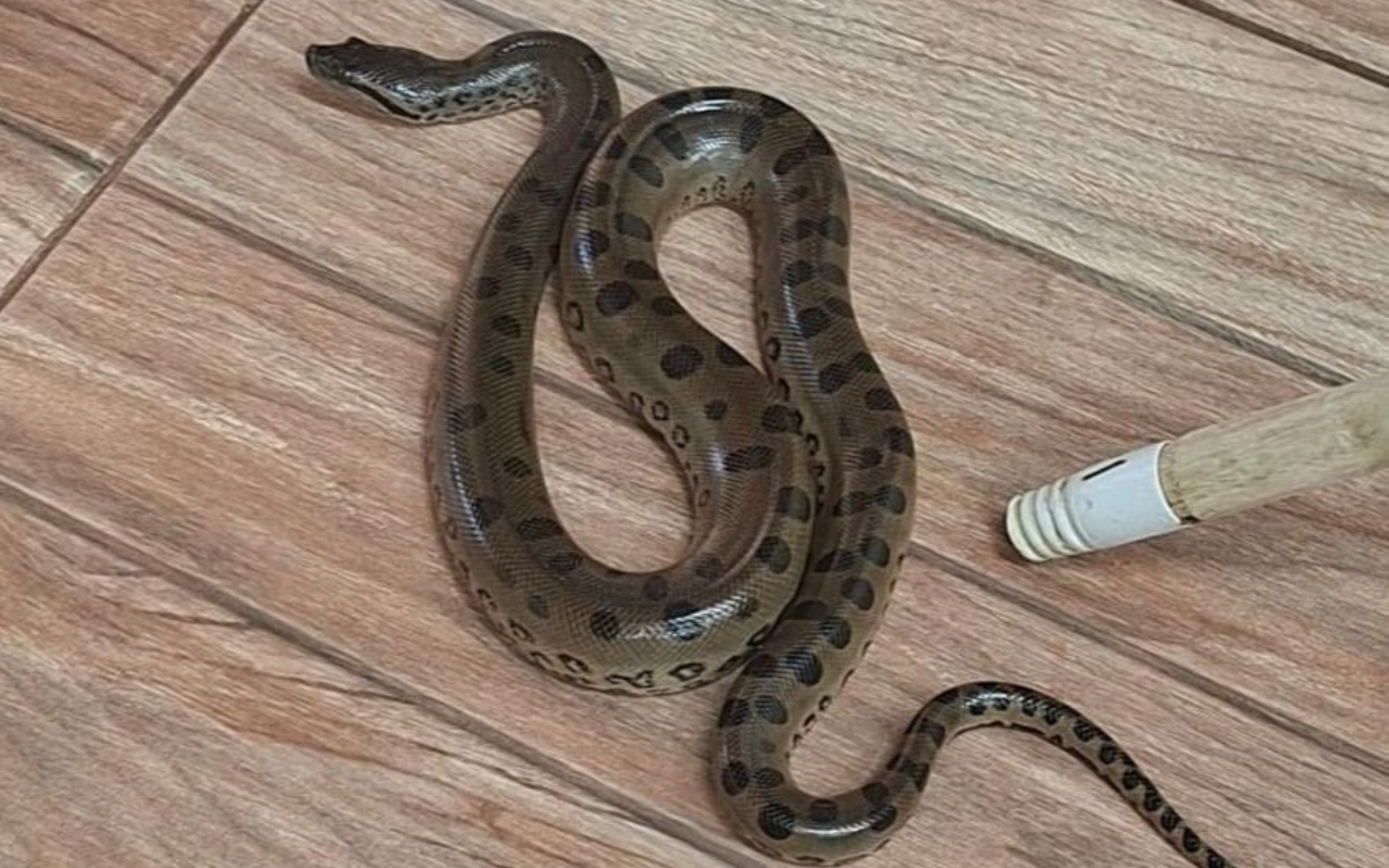 Cobra é encontrada em sala de aula de creche municipal 
