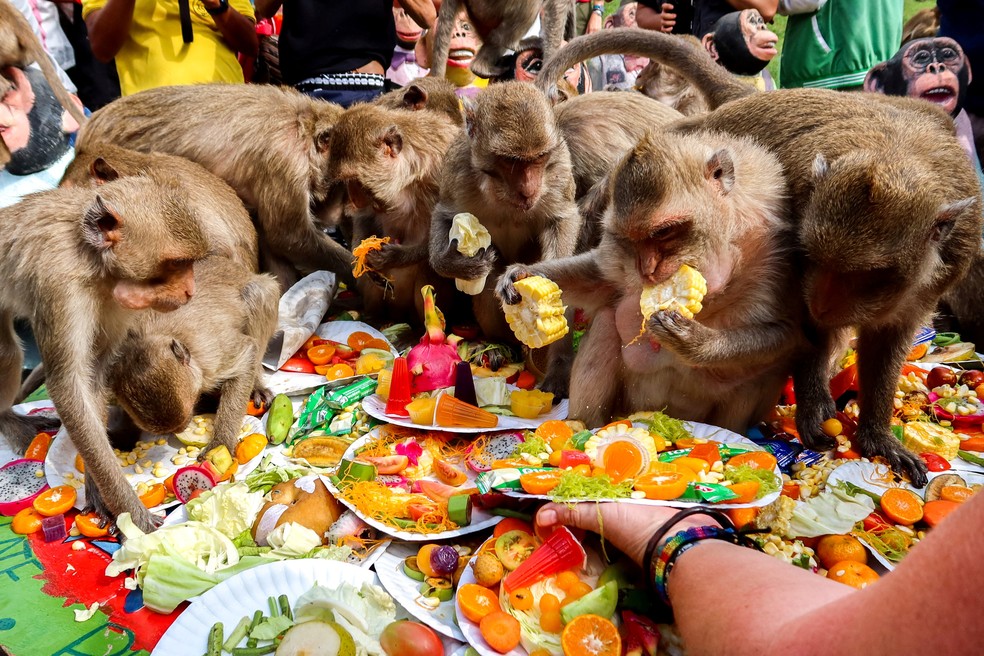 Macacos que comem, templo em tailândia.