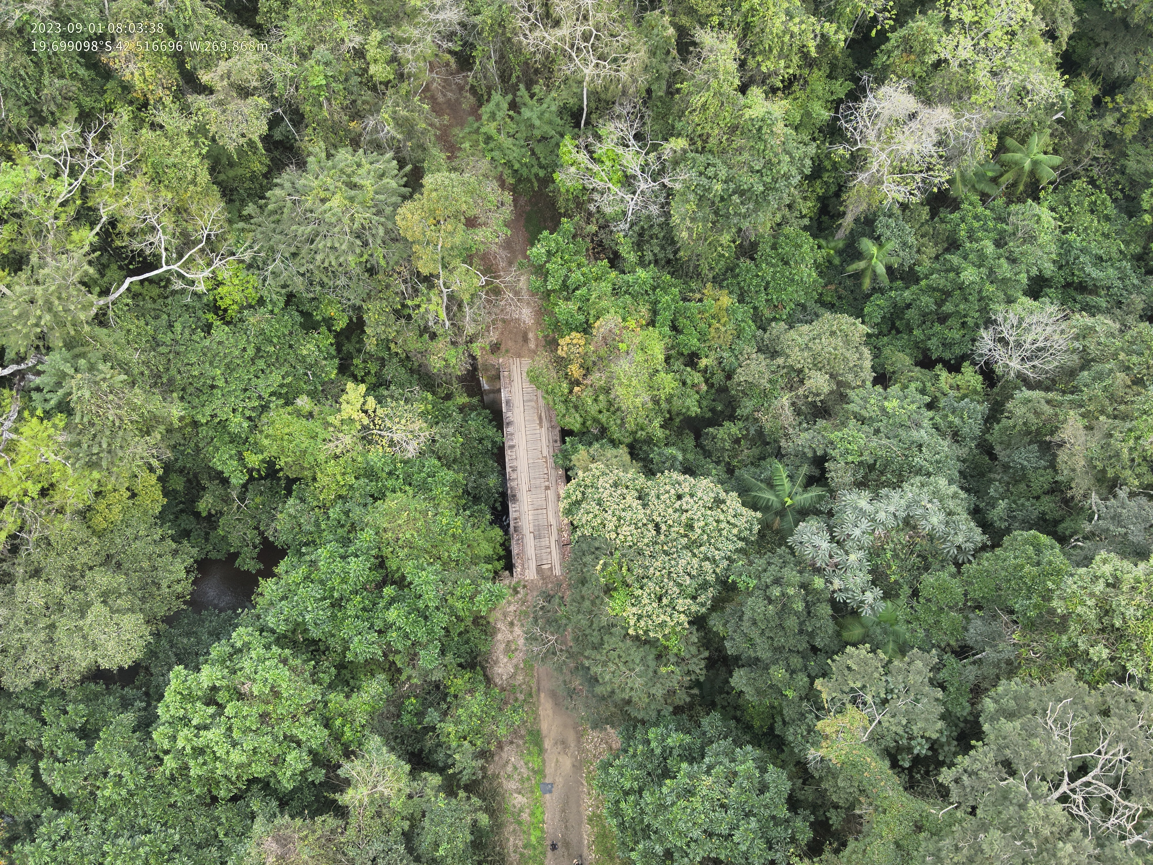 Sauá albino é registrado por drone durante monitoramento de primatas em MG