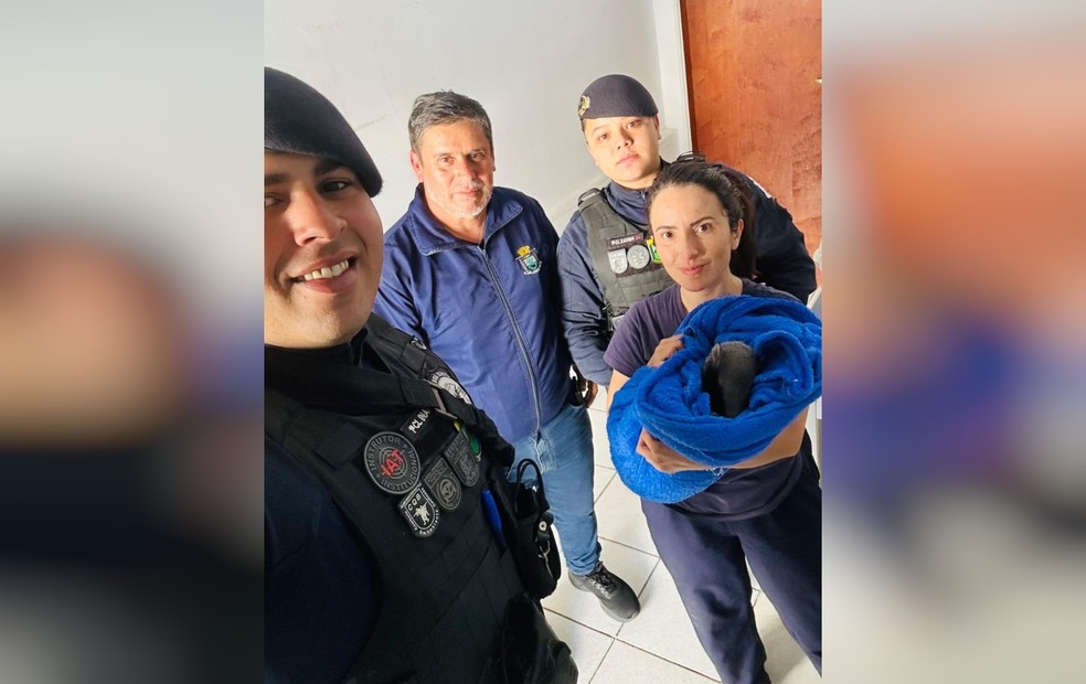 Filhote de animal silvestre é resgatado por GCM e diretora de bem estar animal em Pilar do Sul — Foto: Arquivo pessoal/Maíra da Silva Martins