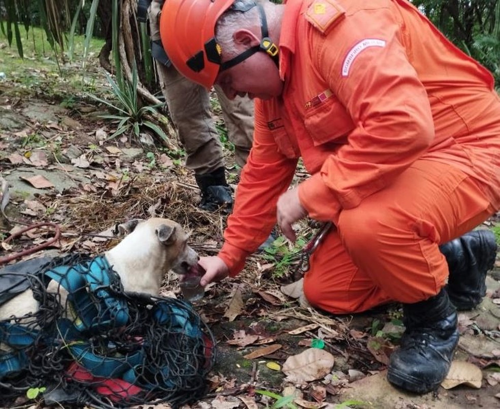 Animal estava desidratado e recebeu água de um dos agentes. — Foto: Corpo de Bombeiros/ Divulgação