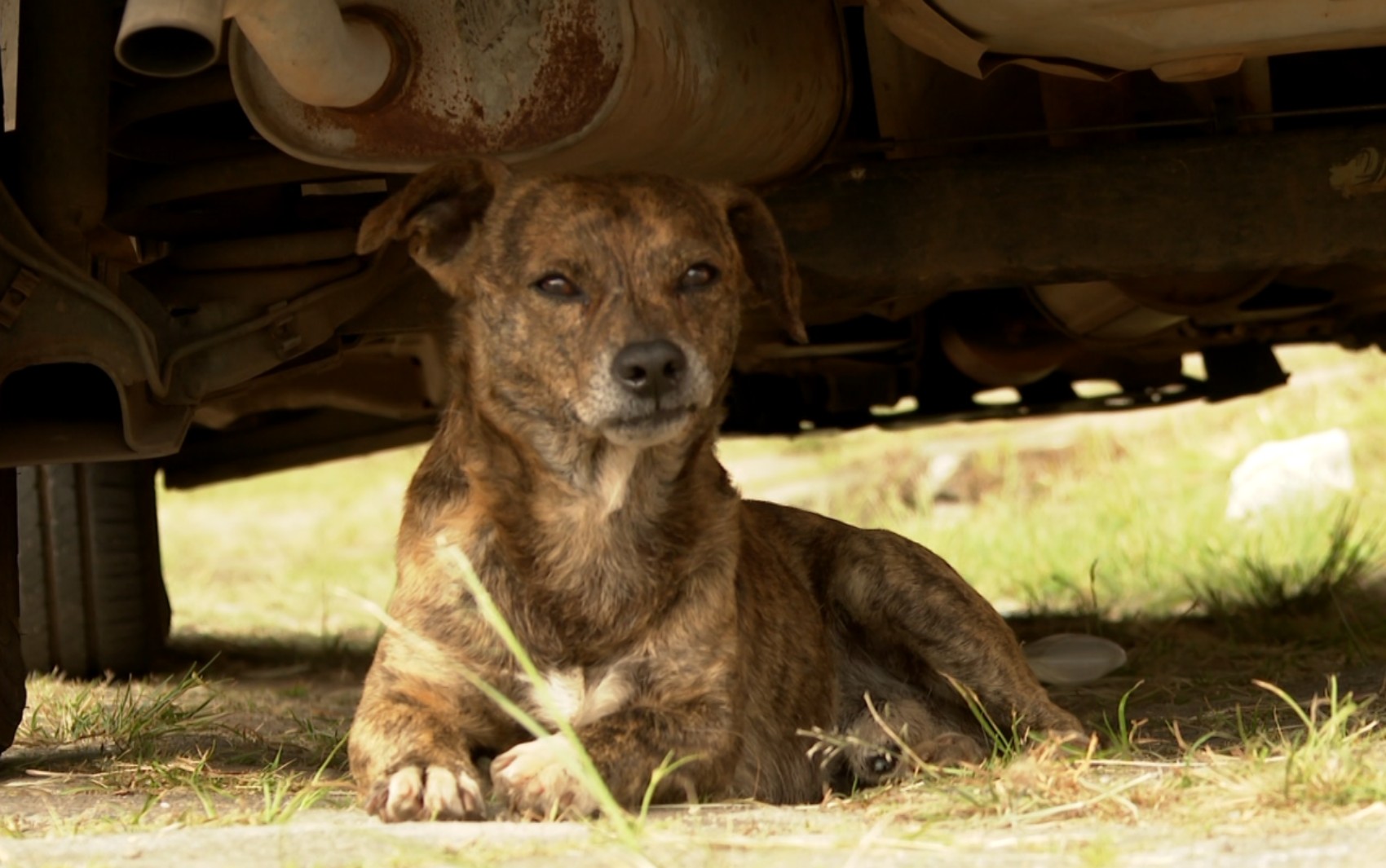 Vacina contra raiva para cães e gatos é oferecida de graça em 20 postos da cidade de SP; confira endereços
