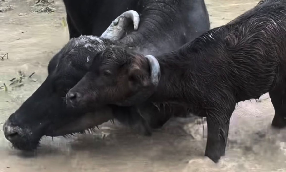Filhote de búfalo fica preso ao chifre da mãe e é resgatado em fazenda no AM; VÍDEO