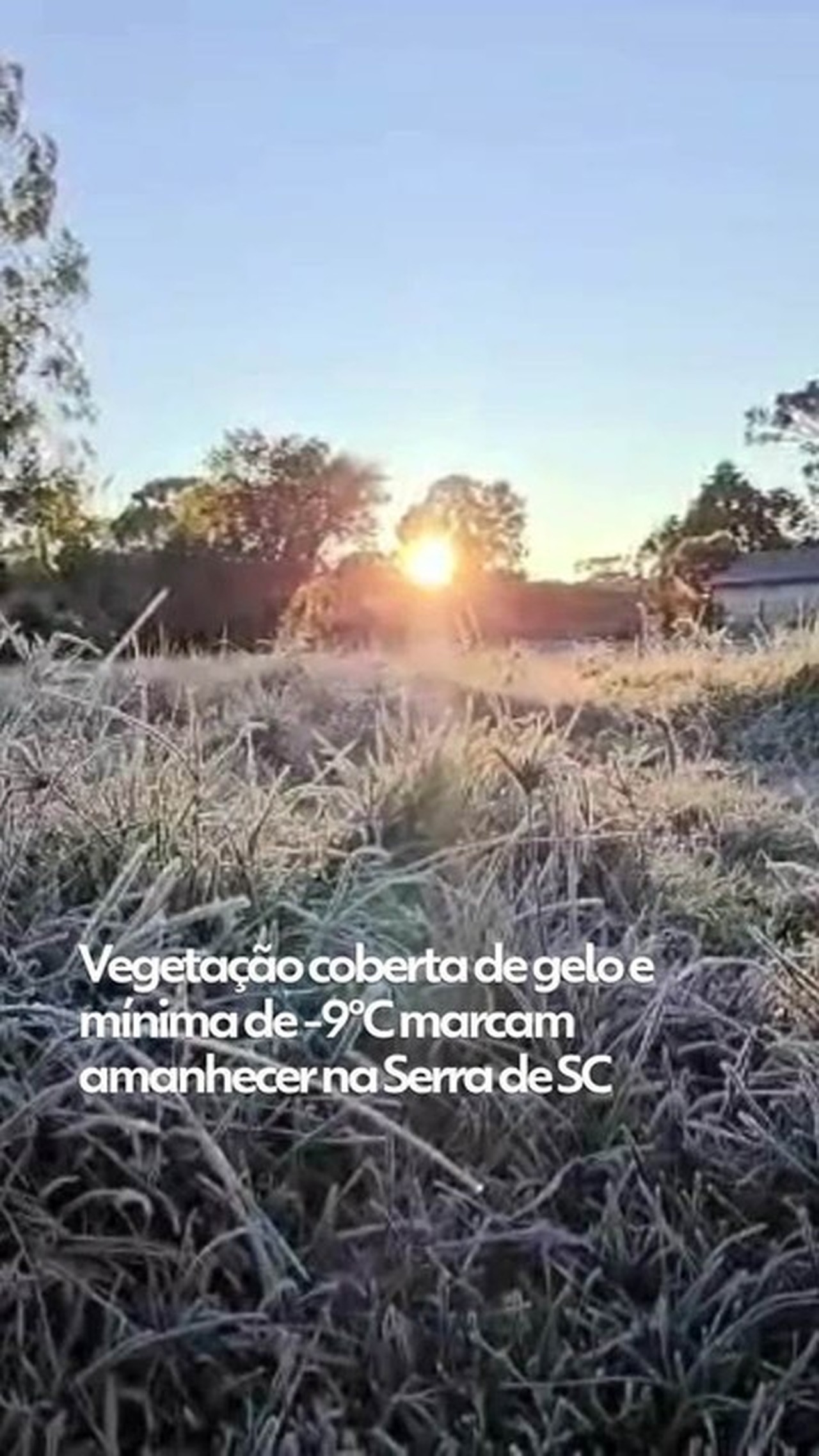 Vegetação coberta de gelo e mínima de -9°C marcam amanhecer na Serra de SC; VÍDEO