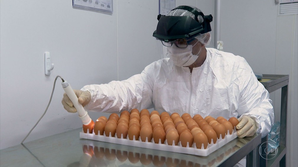 Granja em Goiatuba deverá produzir até 360 mil ovos por dia para vacina  Butanvac, diz empresa, Goiás