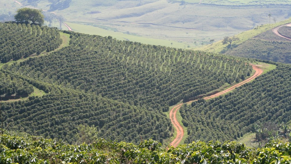 Produção de café com qualidade de excelência tem estimulado famílias cafeicultoras — Foto: Crédito: Divulgação.