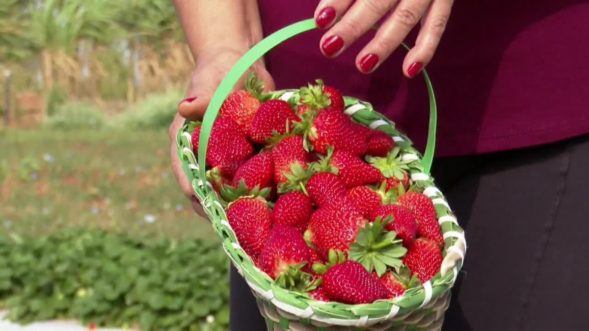 Jogos da Moranguinho - Colhendo Morangos (Harvesting Strawberries