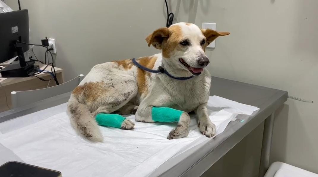 Fênix, cãozinho baleado na Cidade de Deus, tem fratura na pata e está bastante debilitado