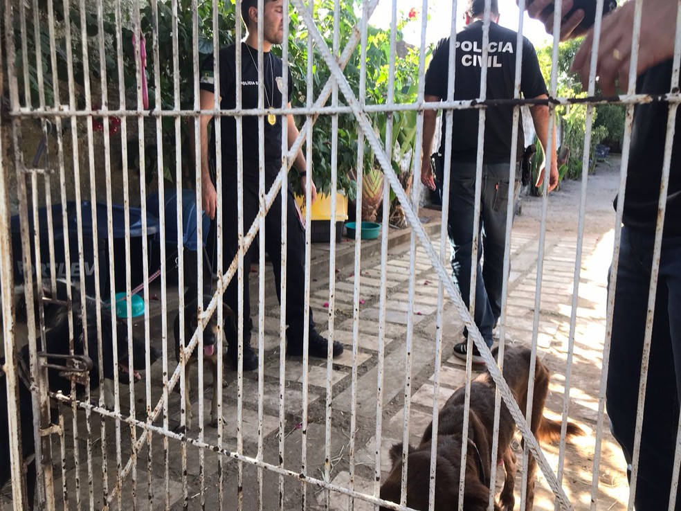 ONG que cuida de animais vítimas de maus-tratos está sendo despejada de  casa em Palmas, Tocantins