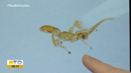 Espécie de vespa rara é encontrada por pesquisadores na UFT de Porto Nacional