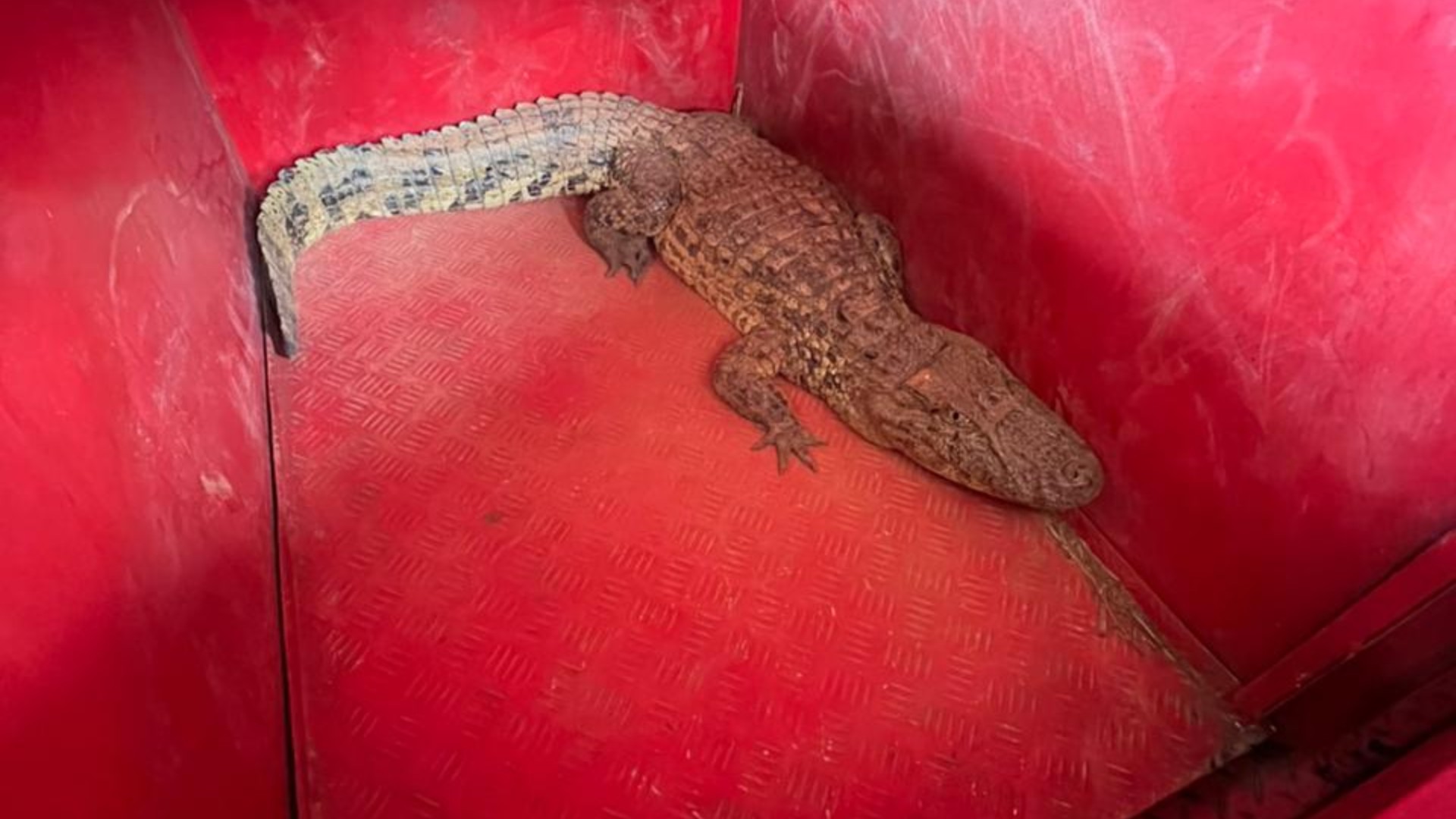 Embarque cancelado: Jacaré é visto próximo à pista e interrompe operação em aeroporto de MG