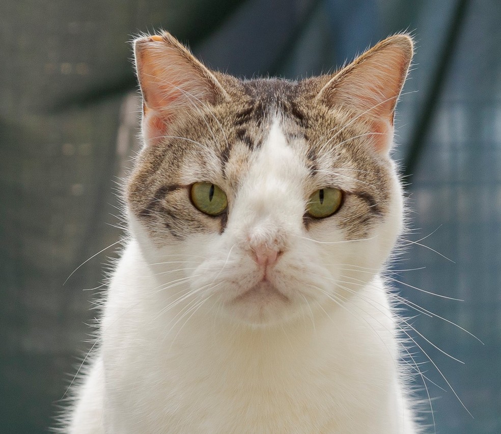 Harry, gato macho sem raça definida disponível para adoção — Foto: Divulgação/Prefeitura de SP