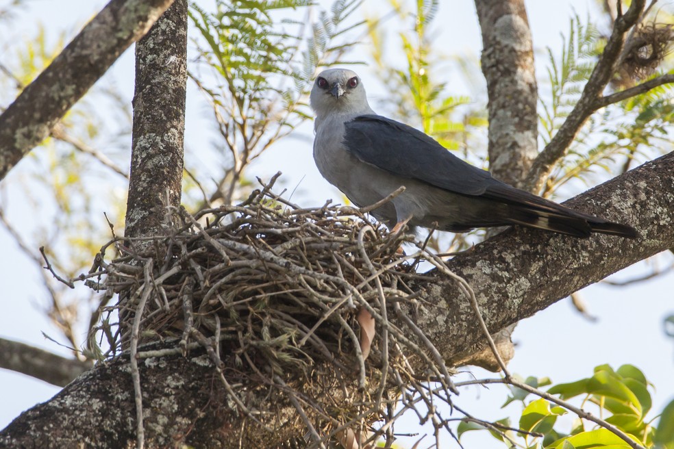 Gavião solitário, sovi se reproduz no Sudeste do Brasil durante a primavera e depois retorna para a Amazônia — Foto: Ricardo Japur/Acervo Pessoal