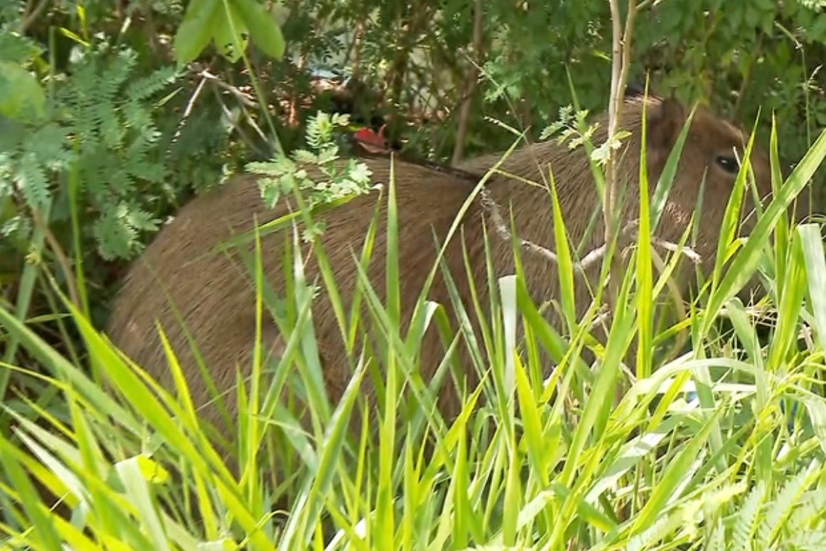 Capivara é flagrada com flecha cravada no corpo em Campo Grande; VÍDEO