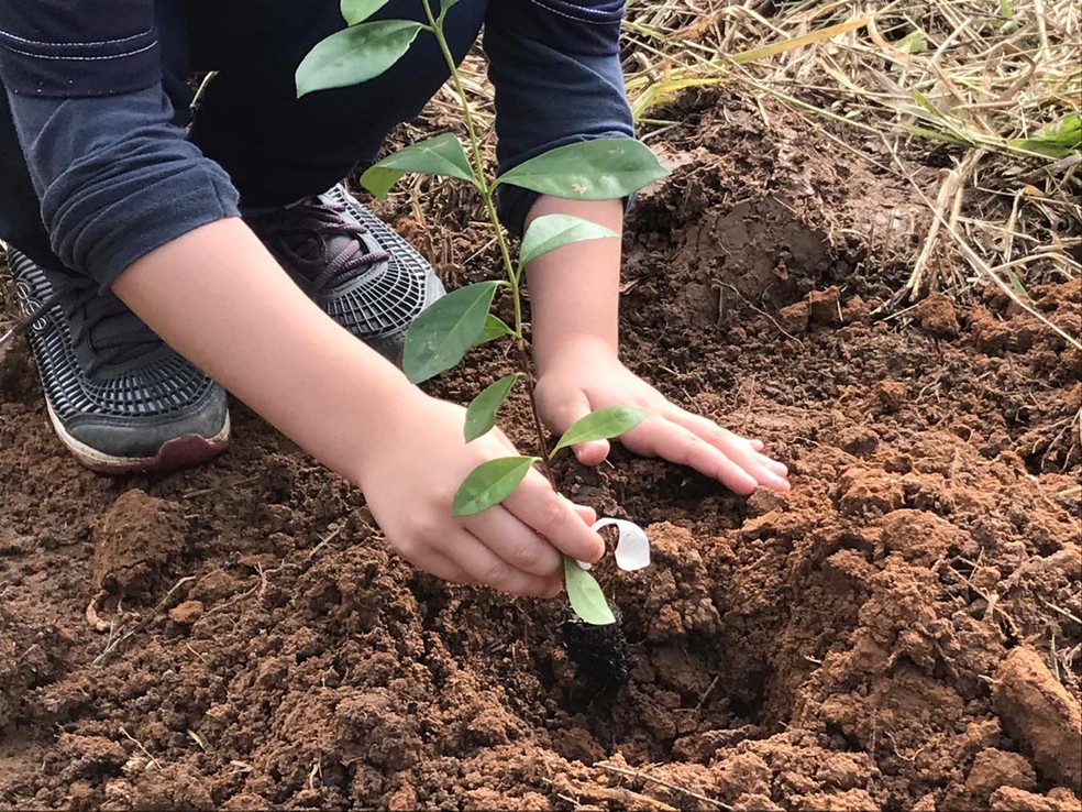 Quase 65% dos moradores da Paraíba vive em vias onde há pelo menos uma árvore — Foto: Divulgação ONG Corredor Ecológico