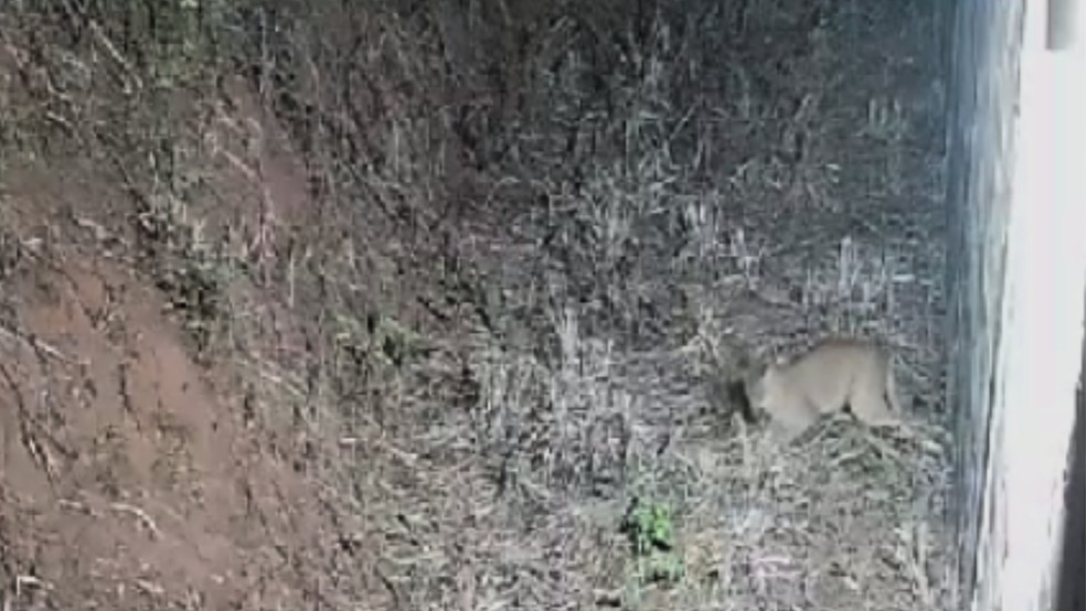 Onça-parda parece caçar presa próximo a condomínio em Birigui (SP) — Foto: Reprodução/Câmera de segurança