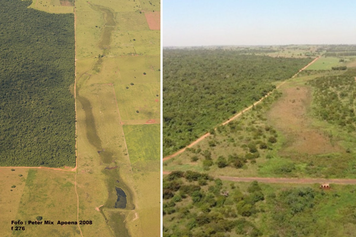 Voluntários plantam mais de 60 mil mudas em três anos e ajudam no reflorestamento no interior de SP