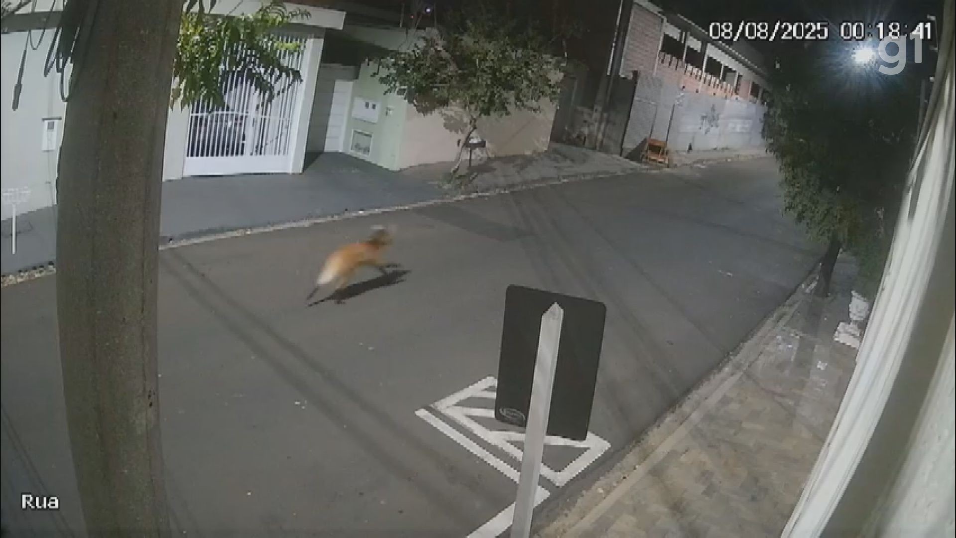 Lobo-guará é flagrado na região central de São Carlos