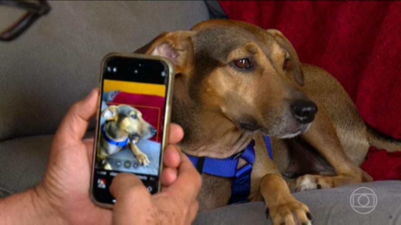 'RG Animal': sistema de cadastro nacional para cães e gatos tem 'instabilidades' devido a volume de acessos