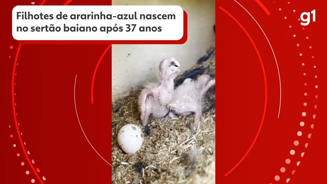 Filhotes de ararinha-azul nascem no sertão baiano após 37 anos
