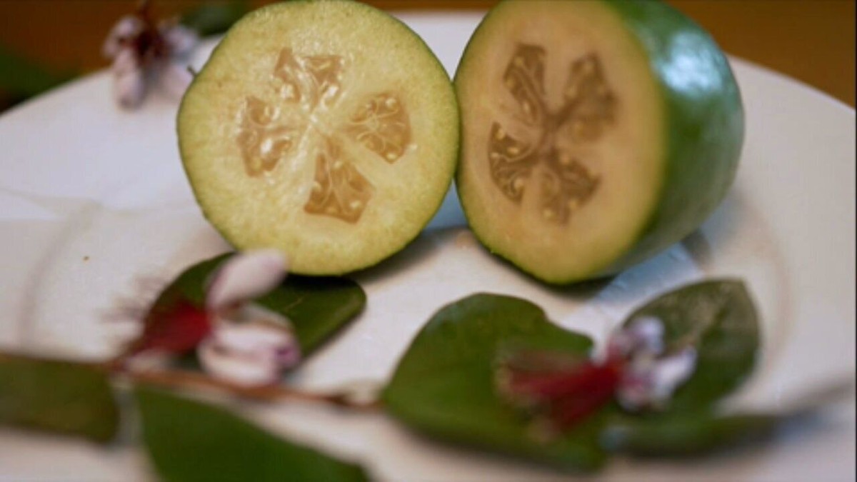 Serrana guava, typical of southern Brazil, gains commercial orchards