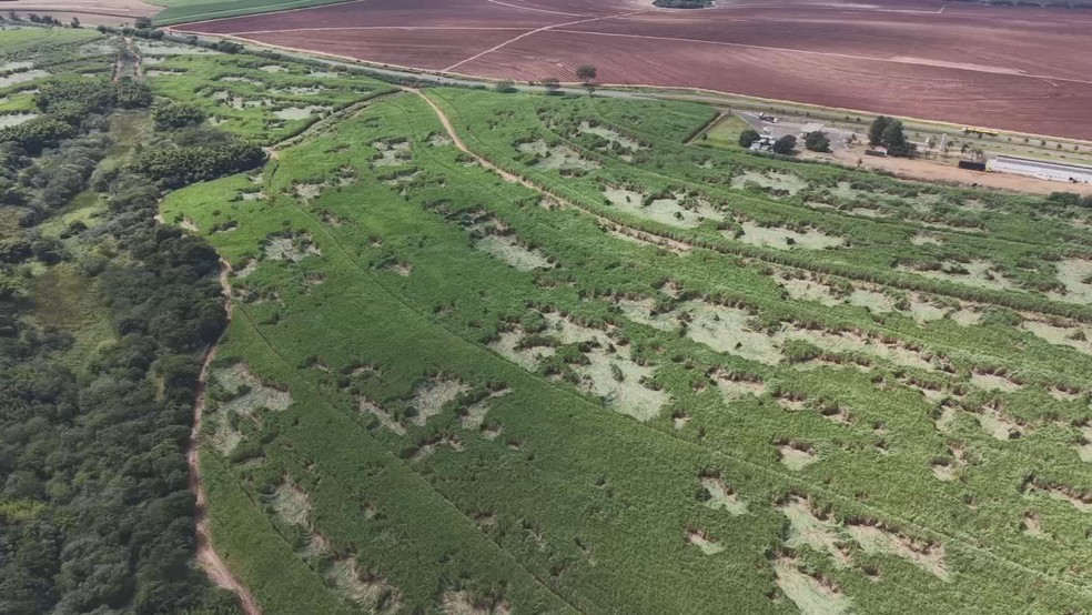 Fenômeno meteorológico destrói faixa de canavial à margens da SP-255 em Bocaina — Foto: Central da Notícia/Reprodução