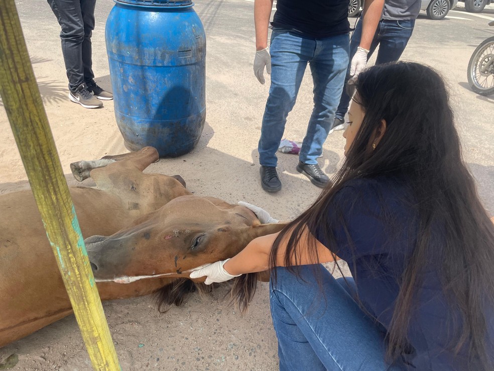 Égua foi atingida por trem — Foto: Emerson Medeiros/Inter TV Cabugi