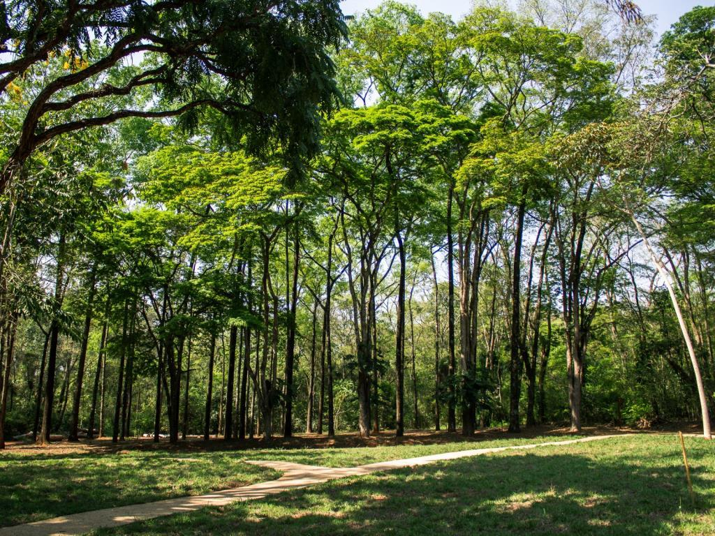 Horto Florestal abre pré-inscrição para Curso de Férias em Bauru; veja como participar